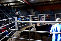 Sutton Livestock 3rd Anniversary '18
