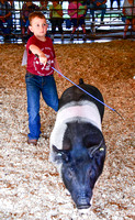 Swine Show